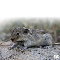 گونه ول میجر Majors Pine Vole